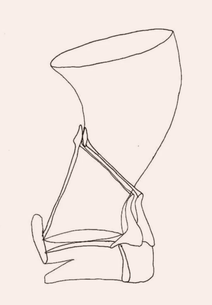 Eine einfache Strichzeichnung eines Kniegelenks, die den Oberschenkelknochen, das Schienbein, die Kniescheibe und die wichtigsten Bänder in ihrer Verbindung zueinander zeigt und die grundlegende Anatomie des menschlichen Knies veranschaulicht.